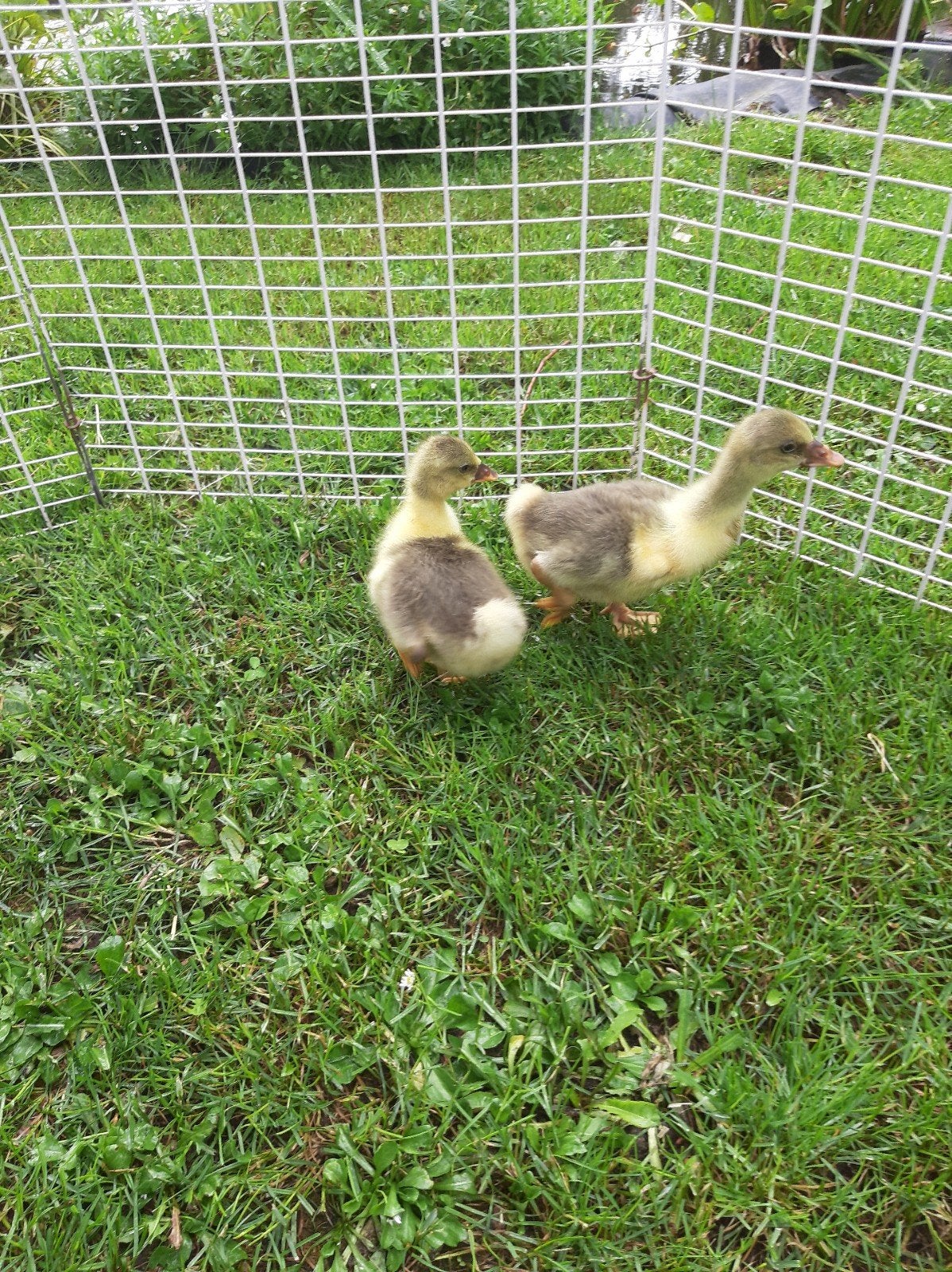 Toulouse ganzen kuikens, Meerdere dieren, Gans of Zwaan
