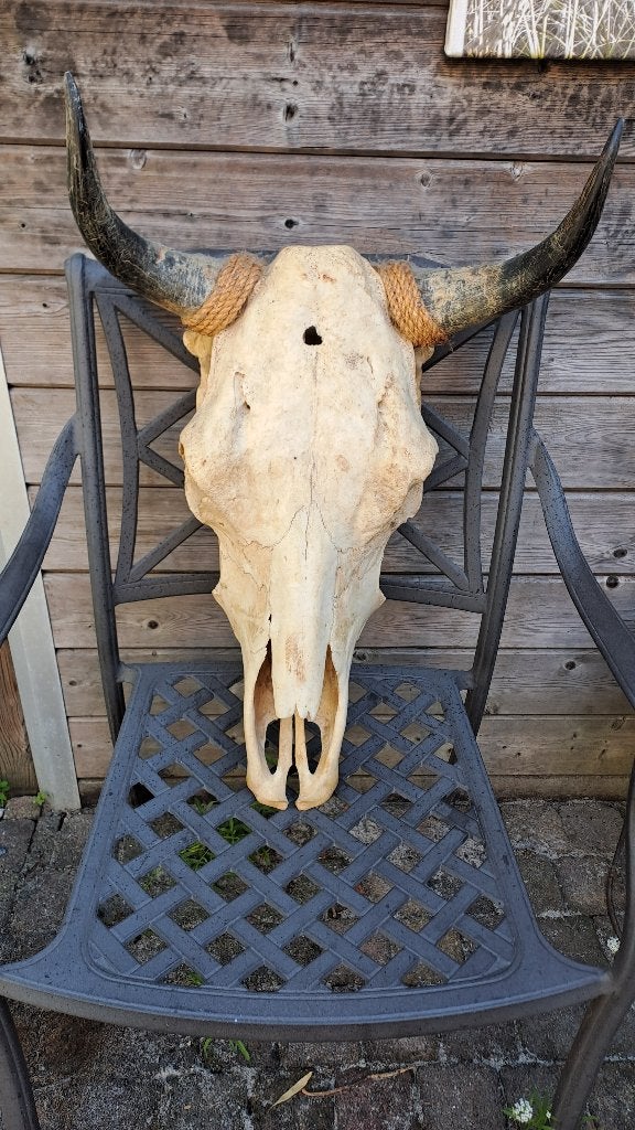 Decoratieve schedel met hoorns, Ophalen, Gebruikt, Boerderijdier, Schedel