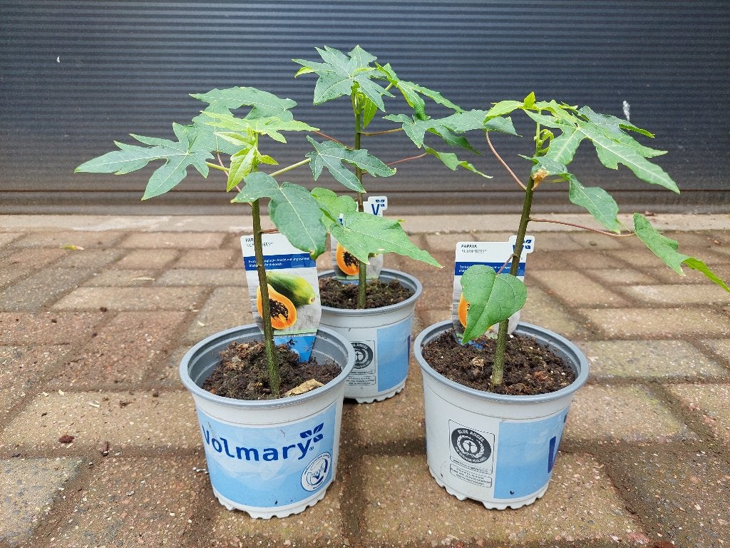Carica Papaya 'Sunnybees' - Papaja/Meloenboom/Boommeloen H30, Ophalen, Volle zon, Vaste plant, Zomer