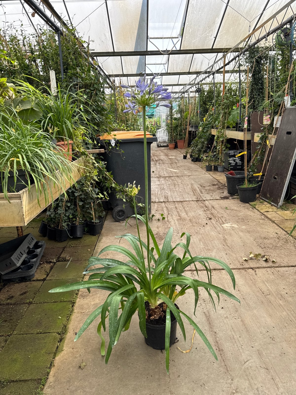 Agapanthus met bloem in 23 cm pot nu 2+1 Gratis, Volle zon, Vaste plant, Zomer, Ophalen