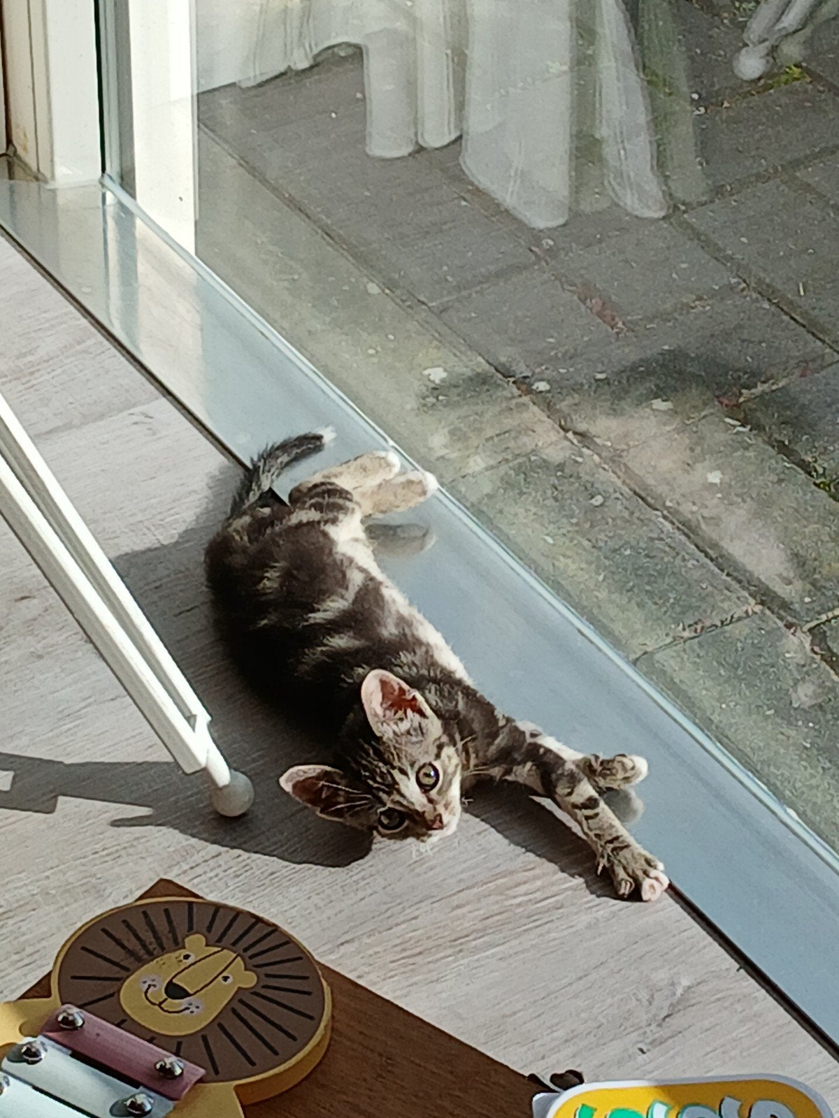 Lief kitten, Ophalen