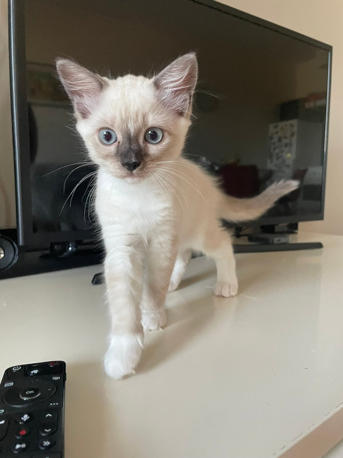 Ragdoll kitten, Dieren en Toebehoren, Katten en Kittens | Raskatten | Langhaar, Poes, Gechipt, 0 tot 2 jaar