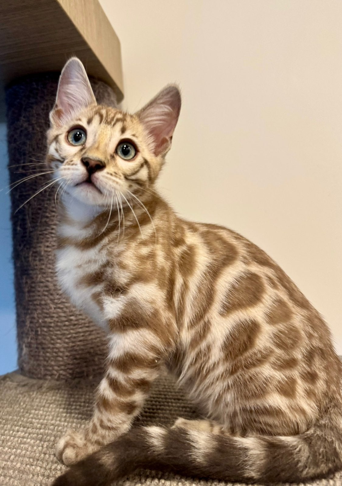 Bengal kitten | cashmere drager | fantastisch katakter, Kater, Kortharig, 0 tot 2 jaar