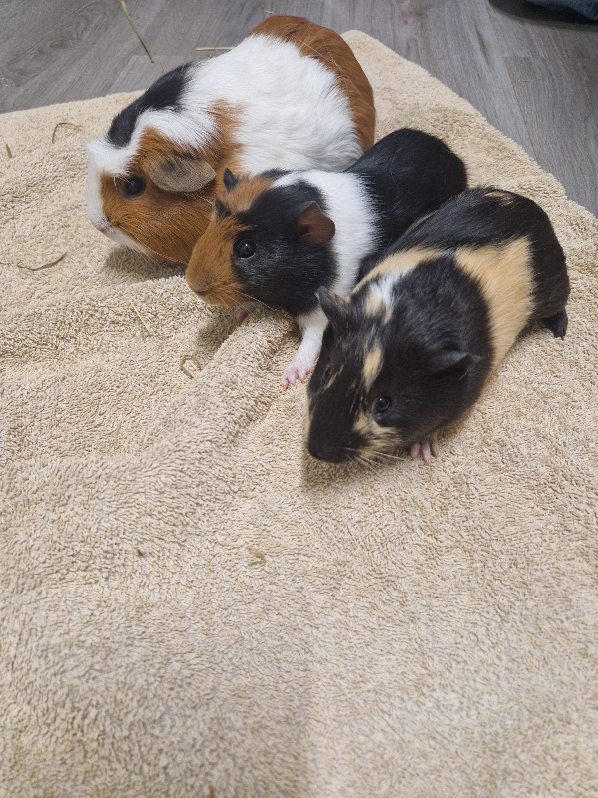 Leuke lieve  jong cavia beertjes te koop., Dieren en Toebehoren, Juli, Mannelijk