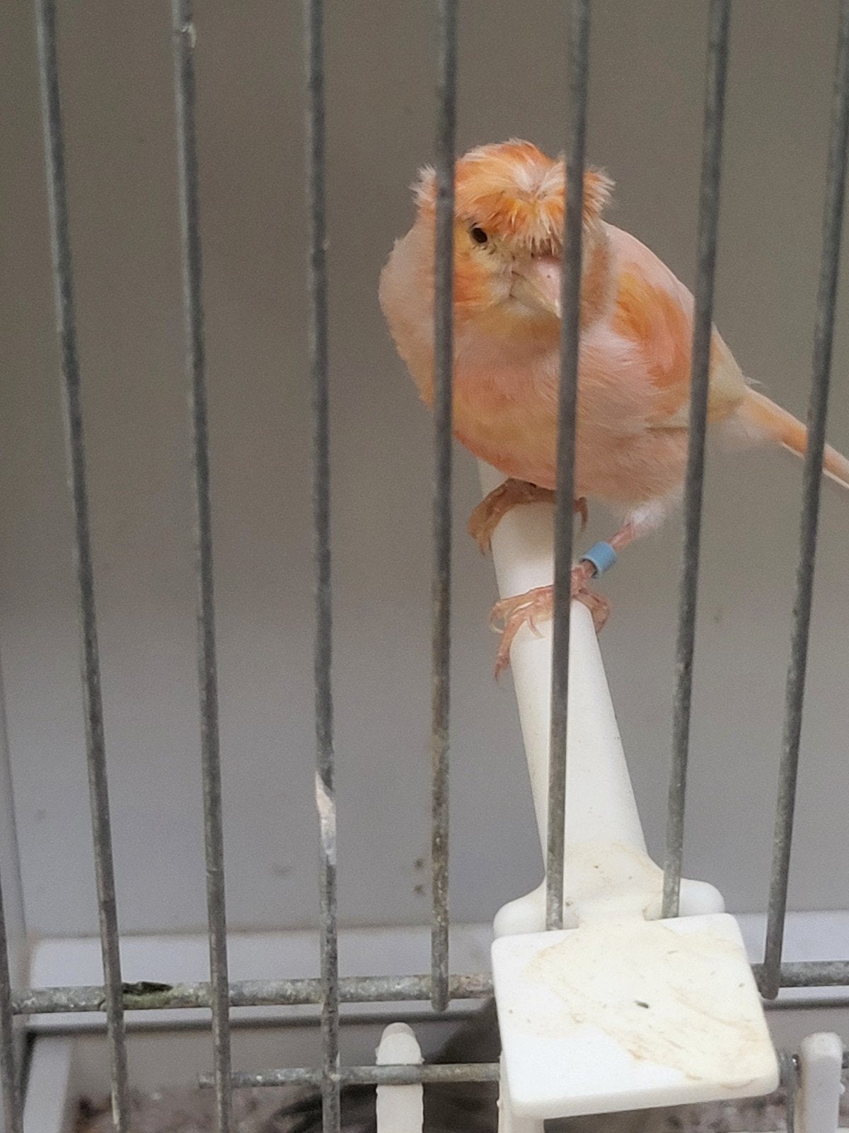 kanaries koppel, Meerdere dieren, Kleurkanarie