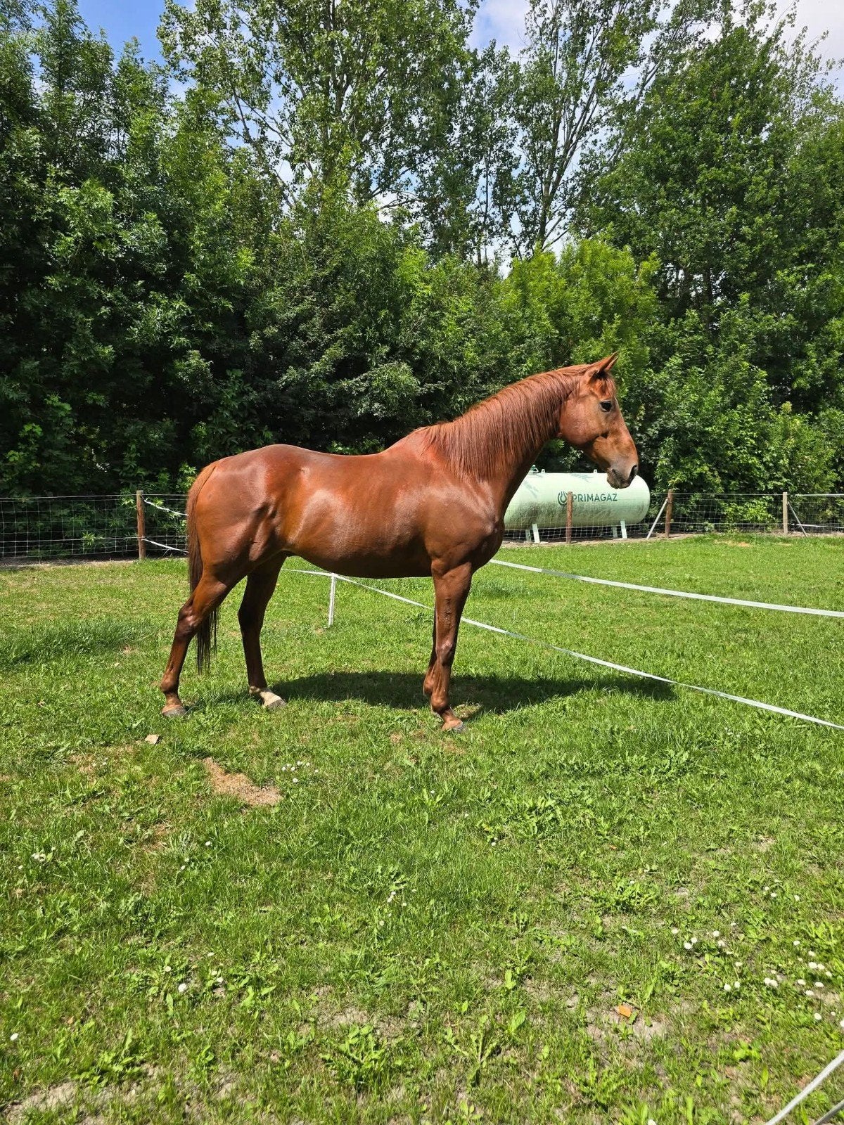 Weidegang boerenland gezocht, Dieren en Toebehoren, Stalling en Weidegang, Weidegang, 2 of 3 paarden of pony's