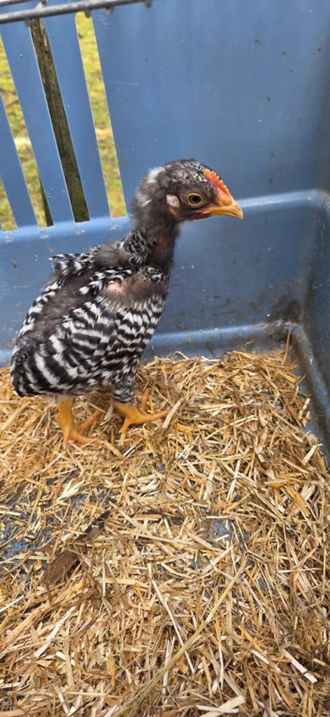Amrock groot jonge haan, Dieren en Toebehoren, Mannelijk, Kip