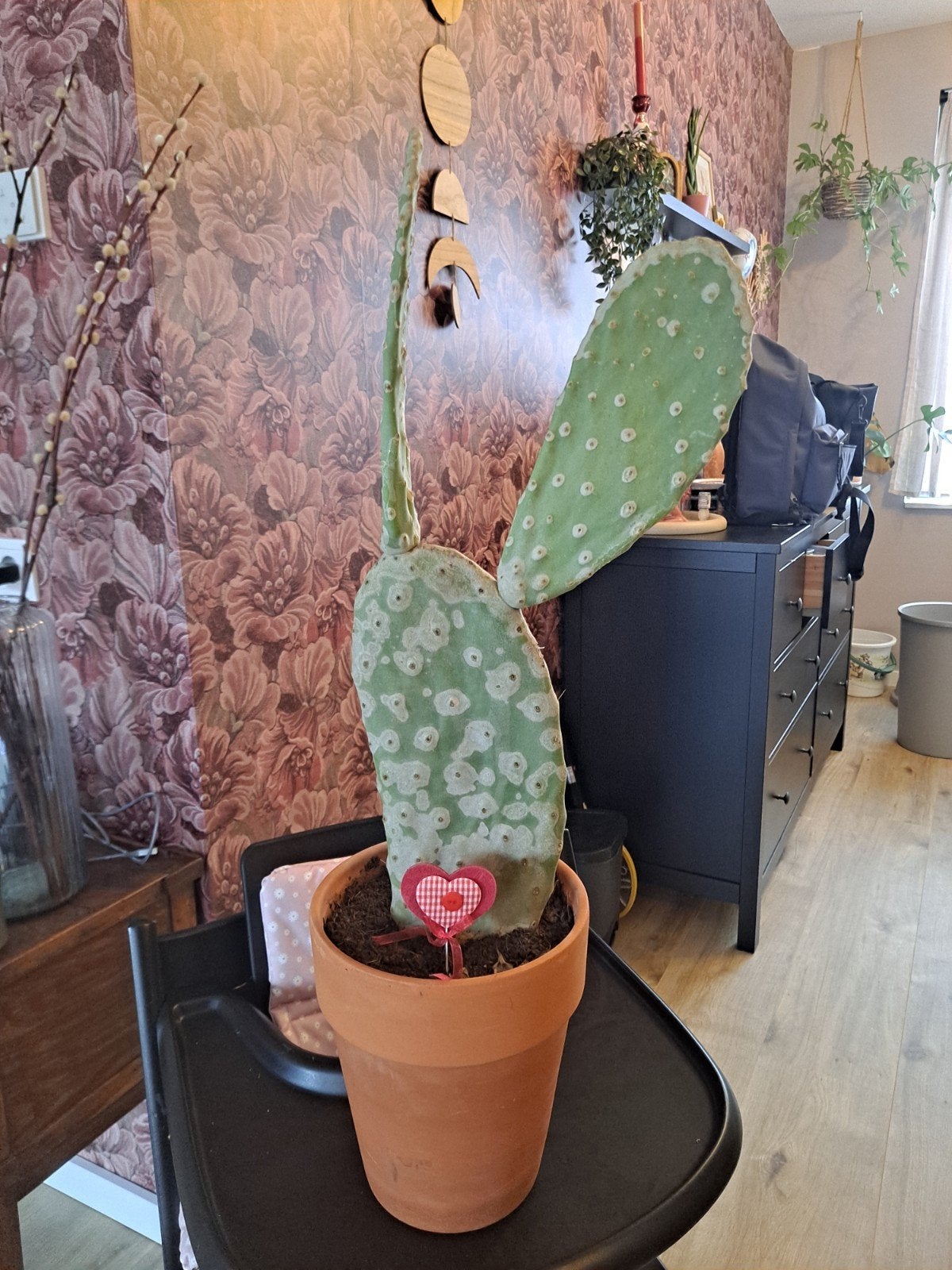 cactus, Ophalen, Cactus, Volle zon, Minder dan 100 cm