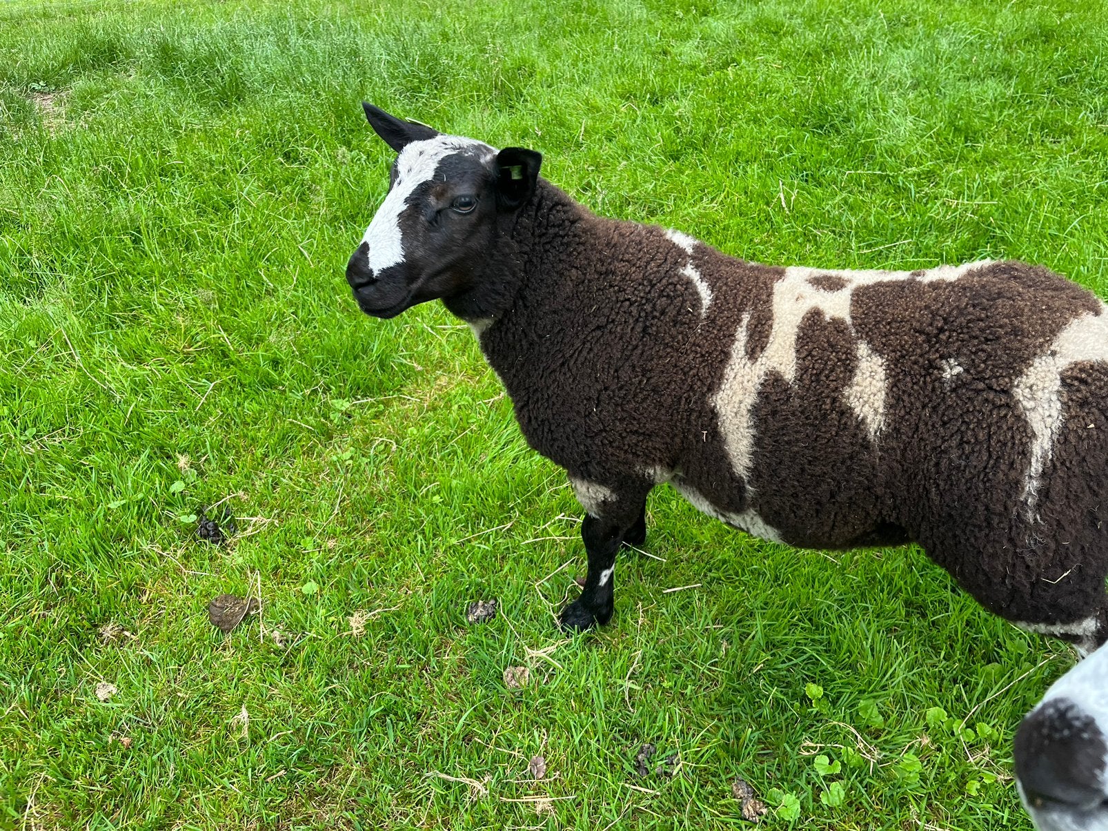 Bonte ram, Dieren en Toebehoren, Schapen, Geiten en Varkens, Mannelijk, Schaap