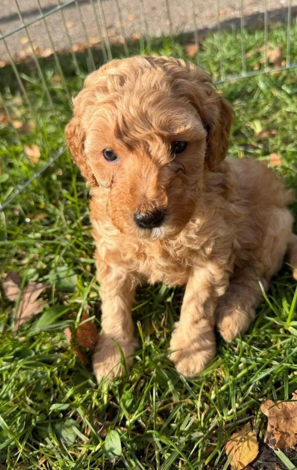 Lieve labradoodle pup zoekt een gouden mandje, 8 tot 15 weken, CDV (hondenziekte), Meerdere, Nederland