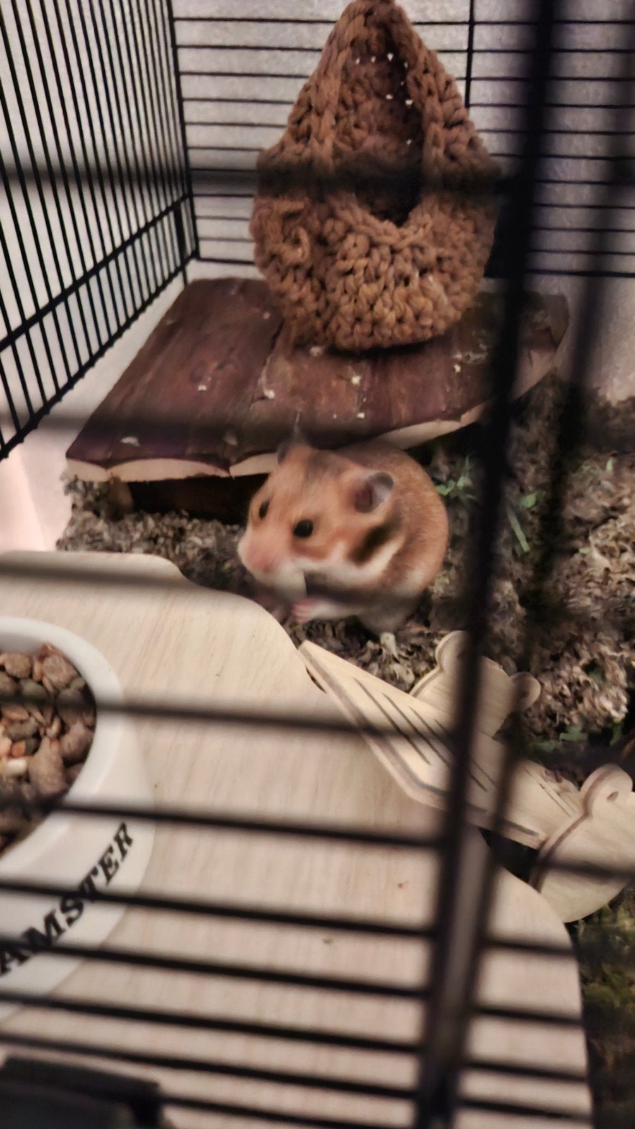 Lieve hamster met kooi, Dieren en Toebehoren, Maart, Mannelijk, Hamster