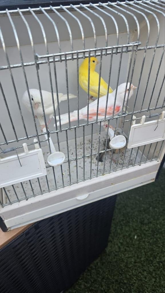 Kanaries  poppen  (9), Dieren en Toebehoren, Vogels | Kanaries, Vrouwelijk, Kleurkanarie