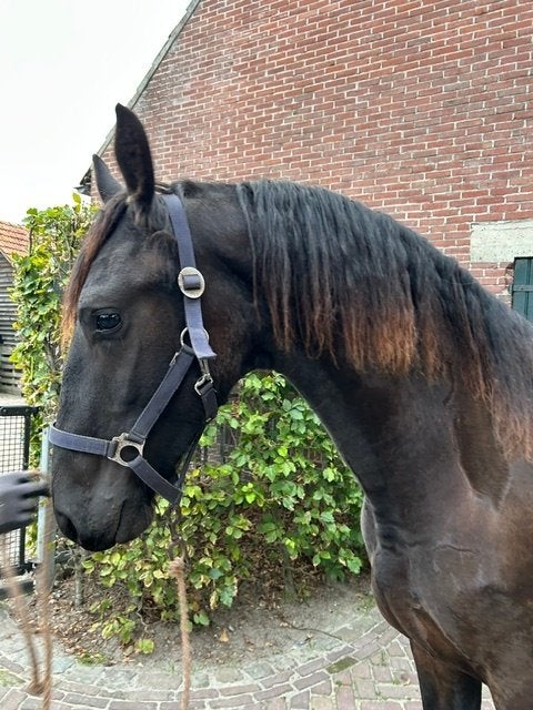 moderne grote friese jaarling hengst, Met stamboom, Dressuurpaard, 0 tot 2 jaar, Hengst