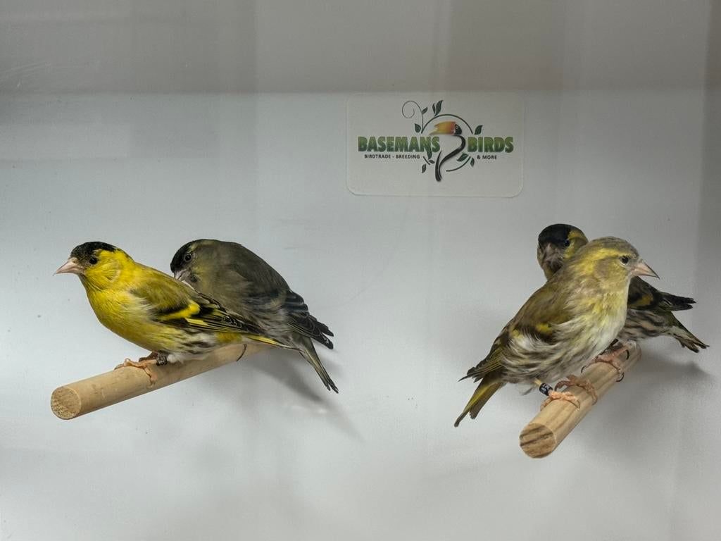 Europese sijzen - spinus spinus, Meerdere dieren, Wildzangvogel, Geringd