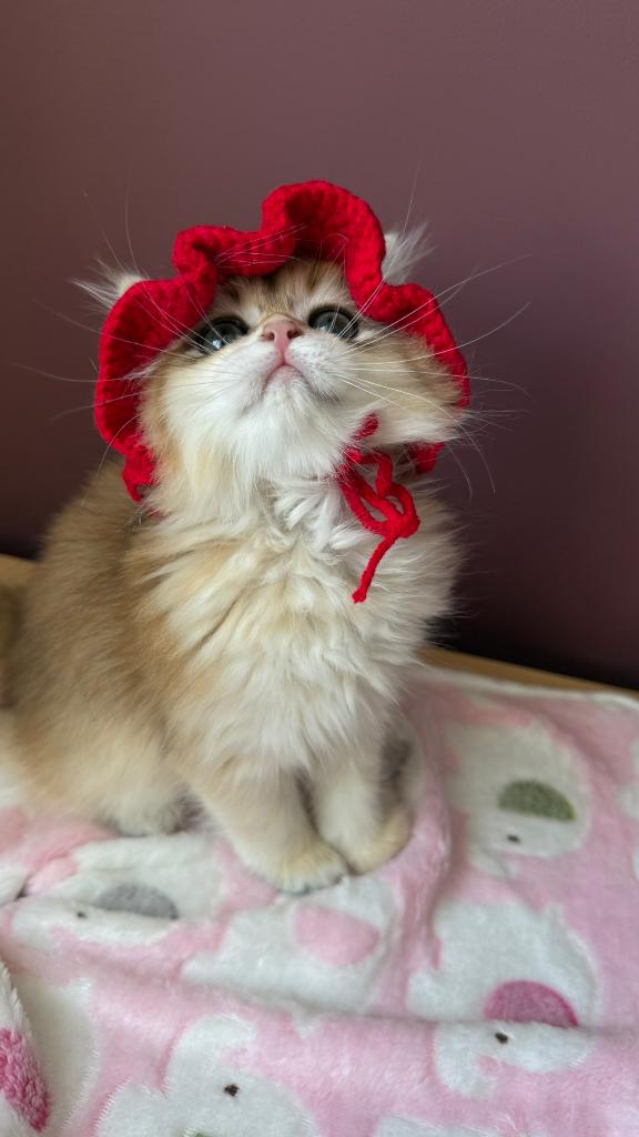 Britse Gouden Langhaar / British Golden Longhair kittens, Meerdere dieren, Met stamboom, 0 tot 2 jaar