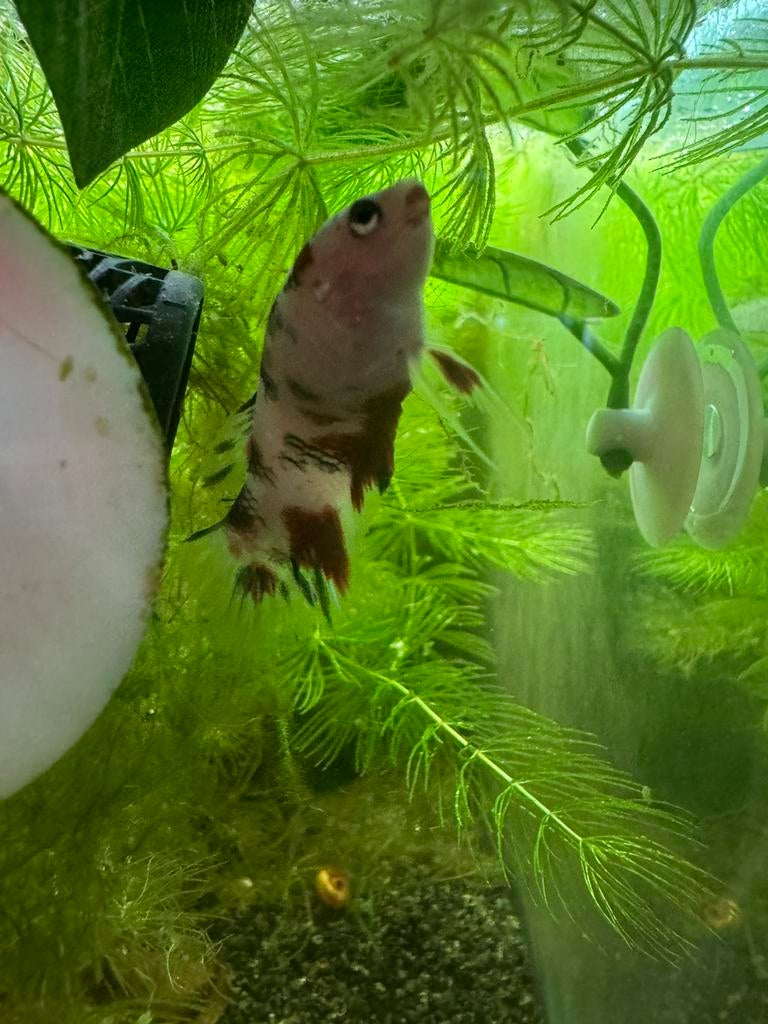 6stuks betta vrouwtjes, Dieren en Toebehoren, Vis, Zoetwatervis