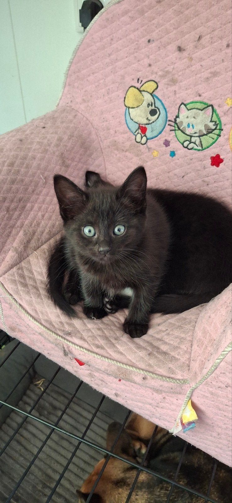 Lieve Maine coon kruising kittens, Dieren en Toebehoren, Katten en Kittens | Overige Katten, Meerdere dieren, Kortharig, 0 tot 2 jaar