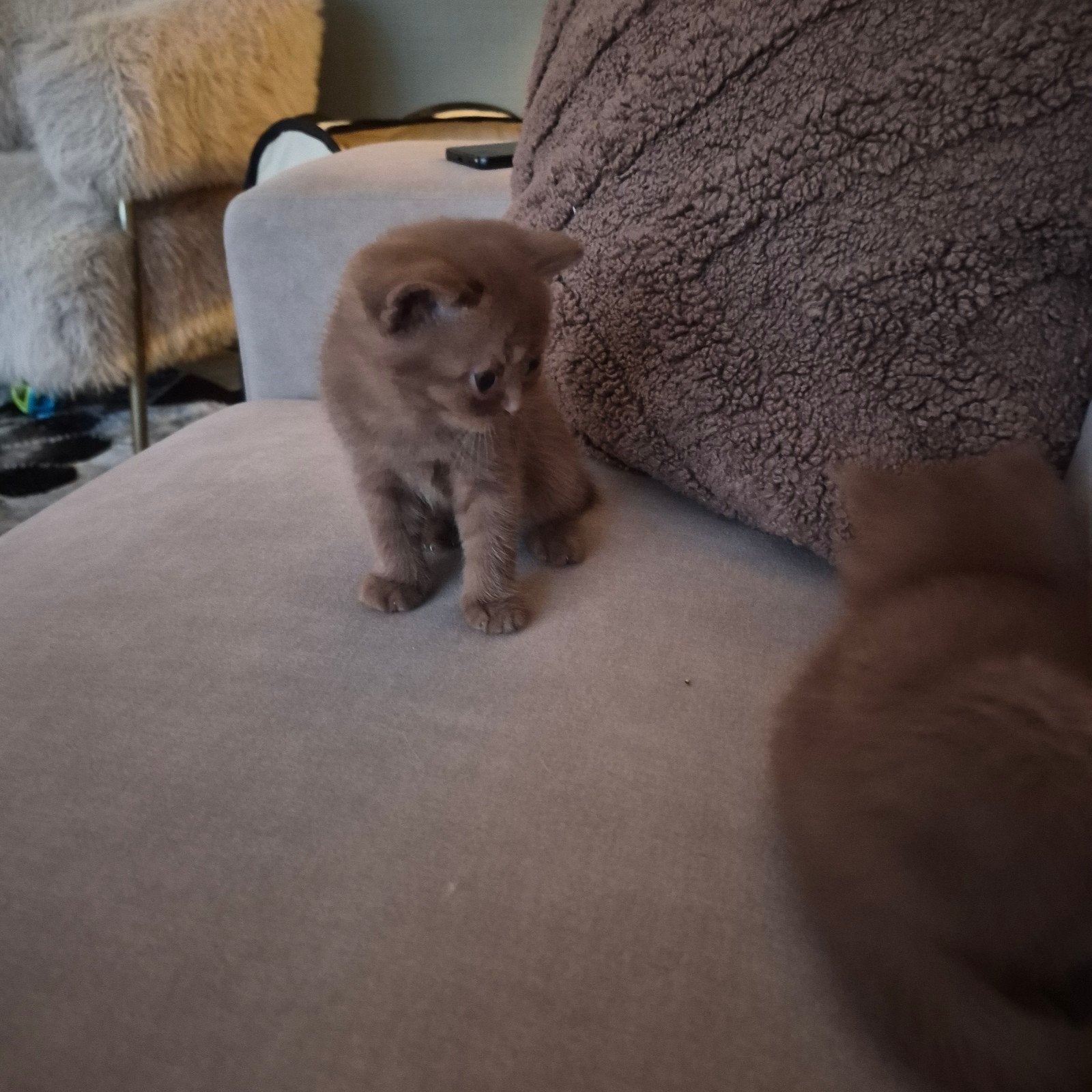 Britskorthaar kittens cinnemon, Kater, Gechipt