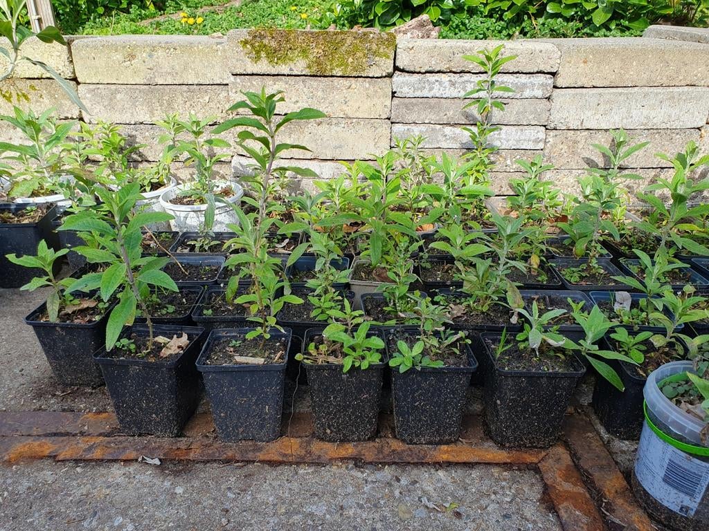 Vlinderstruiken, Ophalen, Vlinderstruik, Struik, Minder dan 100 cm