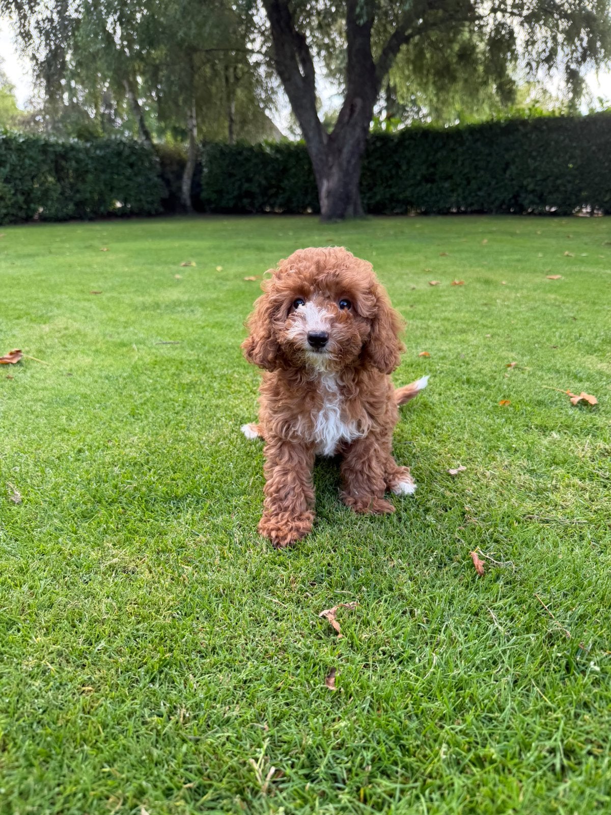 Mini Doodle (Mini Labradoodle x Poedel) pups, Poedel, Parvo, Nederland, 8 tot 15 weken