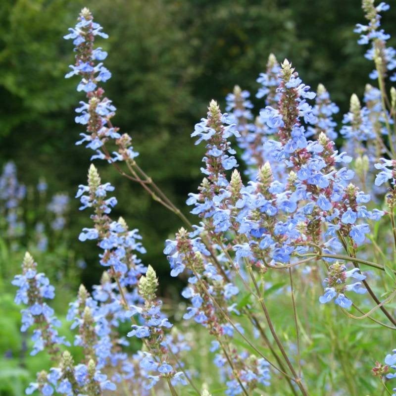 Salvia uliginosa, Ophalen, Overige soorten, Volle zon