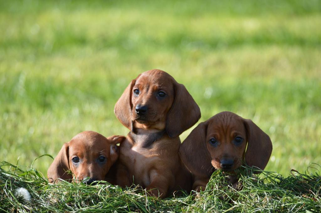 TECKEL pups, zeer enthousiaste lieve gesocialiseerde puppy’s, Dieren en Toebehoren, Honden | Teckels en Dashonden, Parvo, Standaard