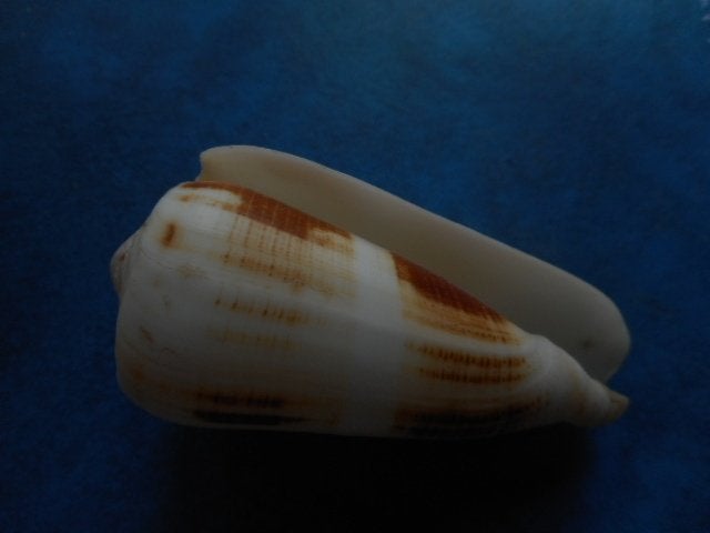 Schelpen: Conus magus L. f++ 85mm, Verzenden, Schelp(en)