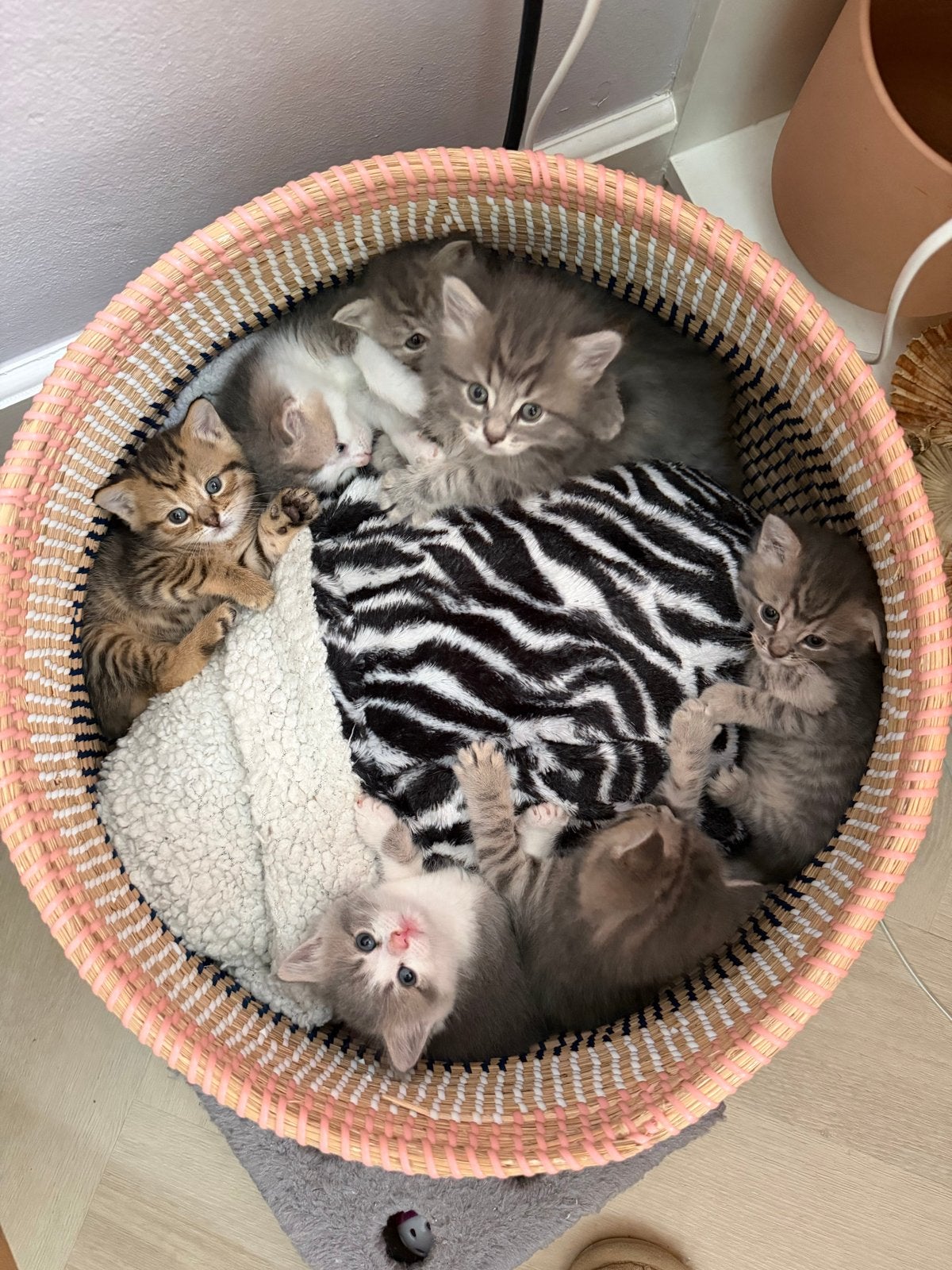 Kittens Britse korthaar x Europese korthaar incl vacc en DA, Meerdere dieren, Kortharig, 0 tot 2 jaar