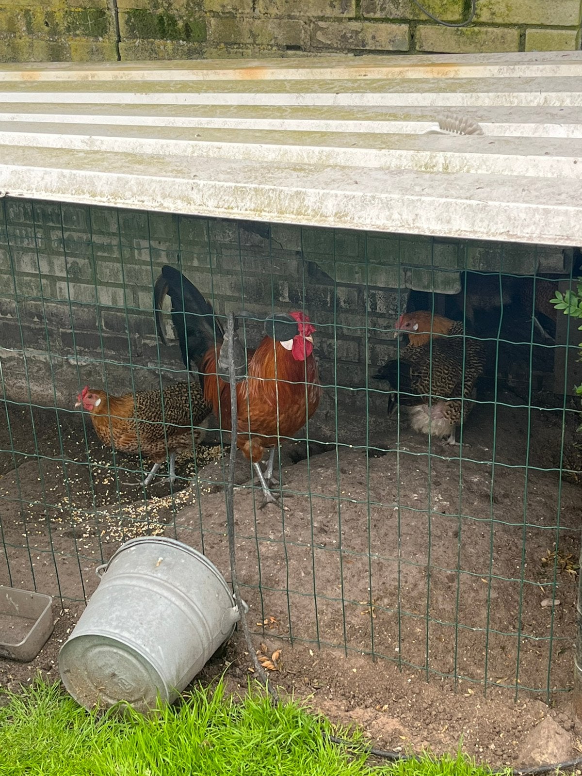 Te koop assendelfters groot 1 haan en 4 hennen, Dieren en Toebehoren, Meerdere dieren, Kip