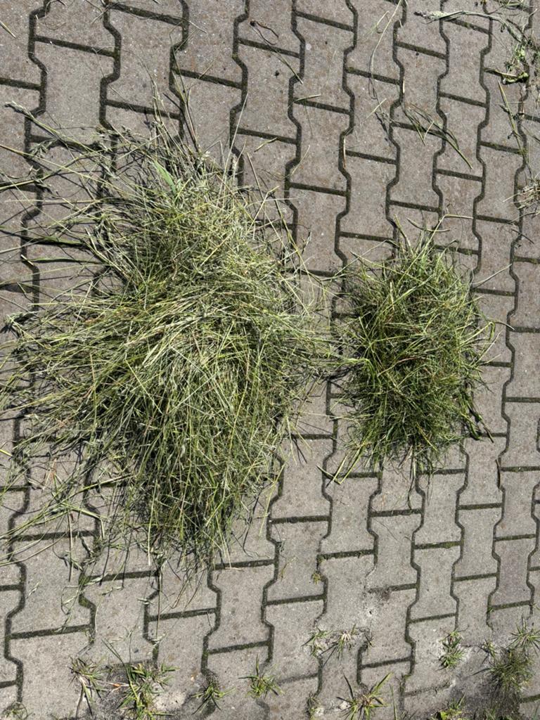 Hooi midibalen 1e snede onbemest, Tuin en Terras, Planten | Tuinplanten, Ophalen of Verzenden, Overige soorten, Volle zon