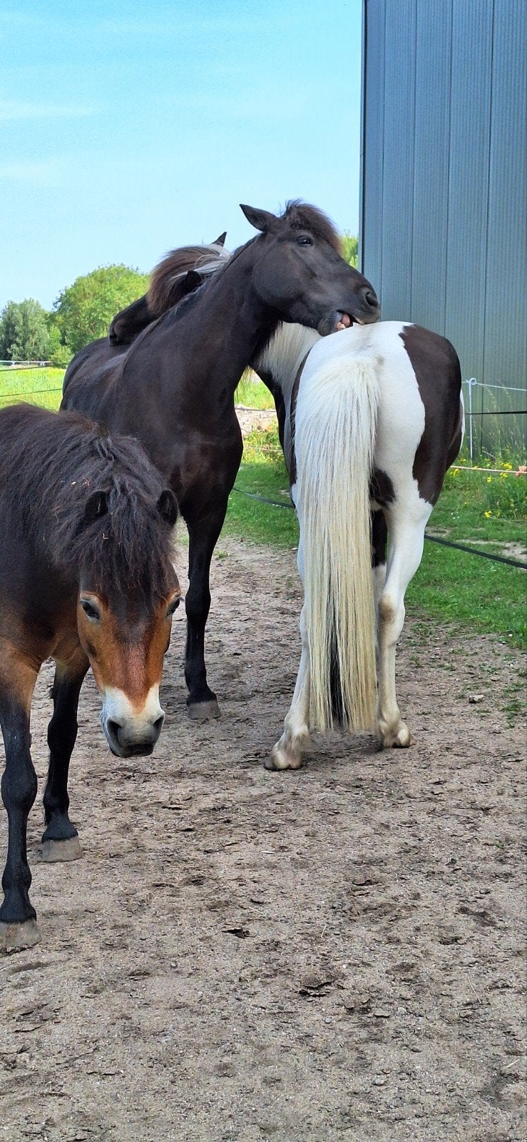 Natural Horsemanship verzorgster gezocht!, Dieren en Toebehoren, Overige merken, Ophalen, Nieuw, Overige typen