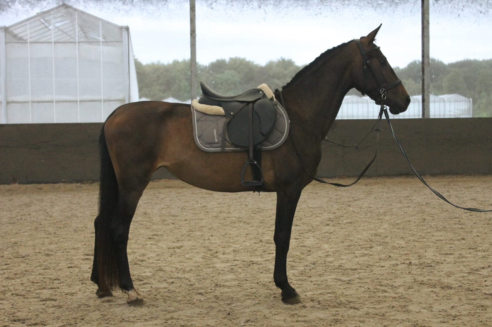 Mega brave e pony!, Dieren en Toebehoren, Paarden, Merrie, Minder dan 160 cm, Dressuurpaard, Zadelmak