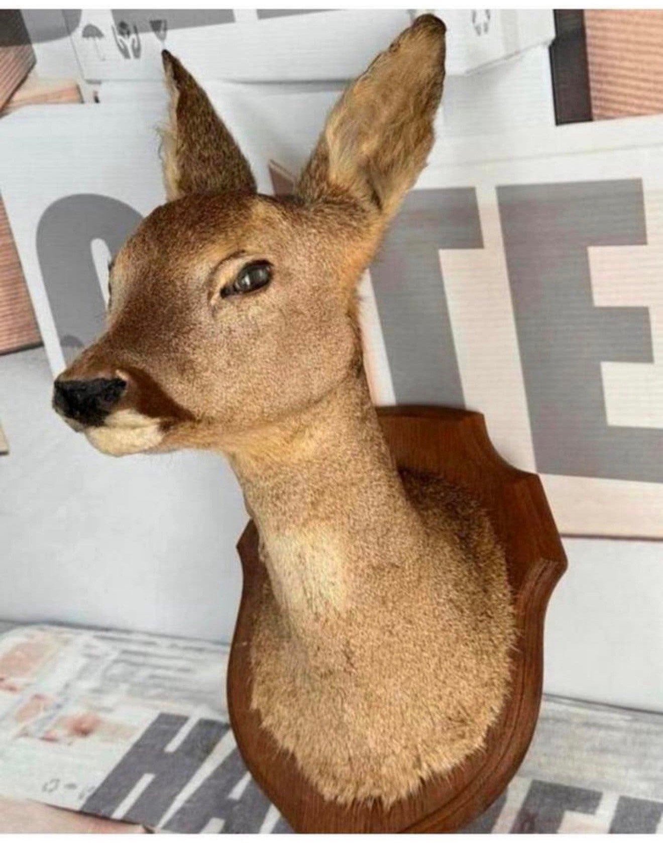 Taxidermie mooie Opgezette Ree kop - Capreolus wandmontage, Verzamelen, Ophalen of Verzenden, Zo goed als nieuw, Hert, Gewei of Kop