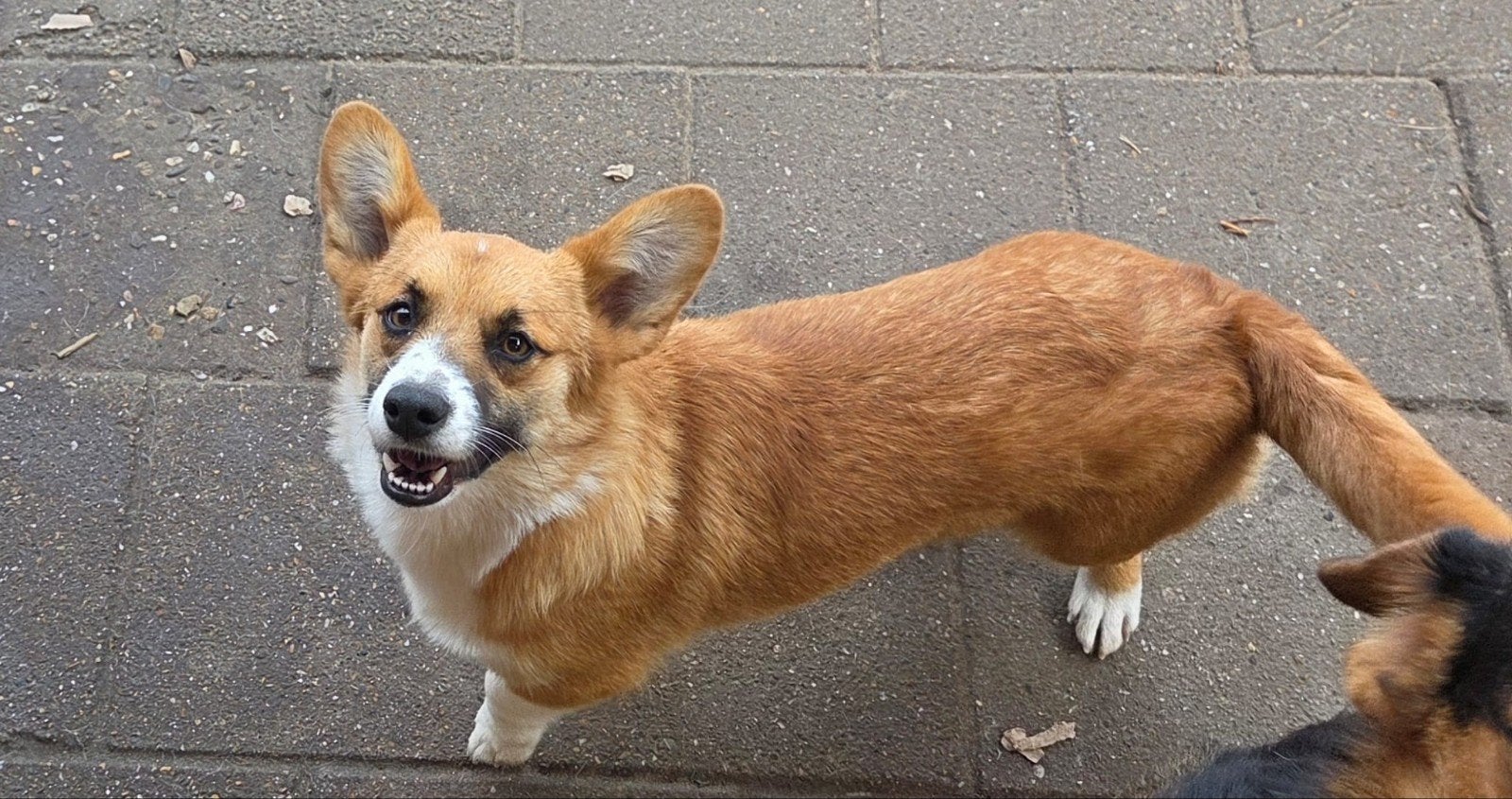 corgi pembroke, 1 tot 2 jaar, Teef, CDV (hondenziekte), Eén hond