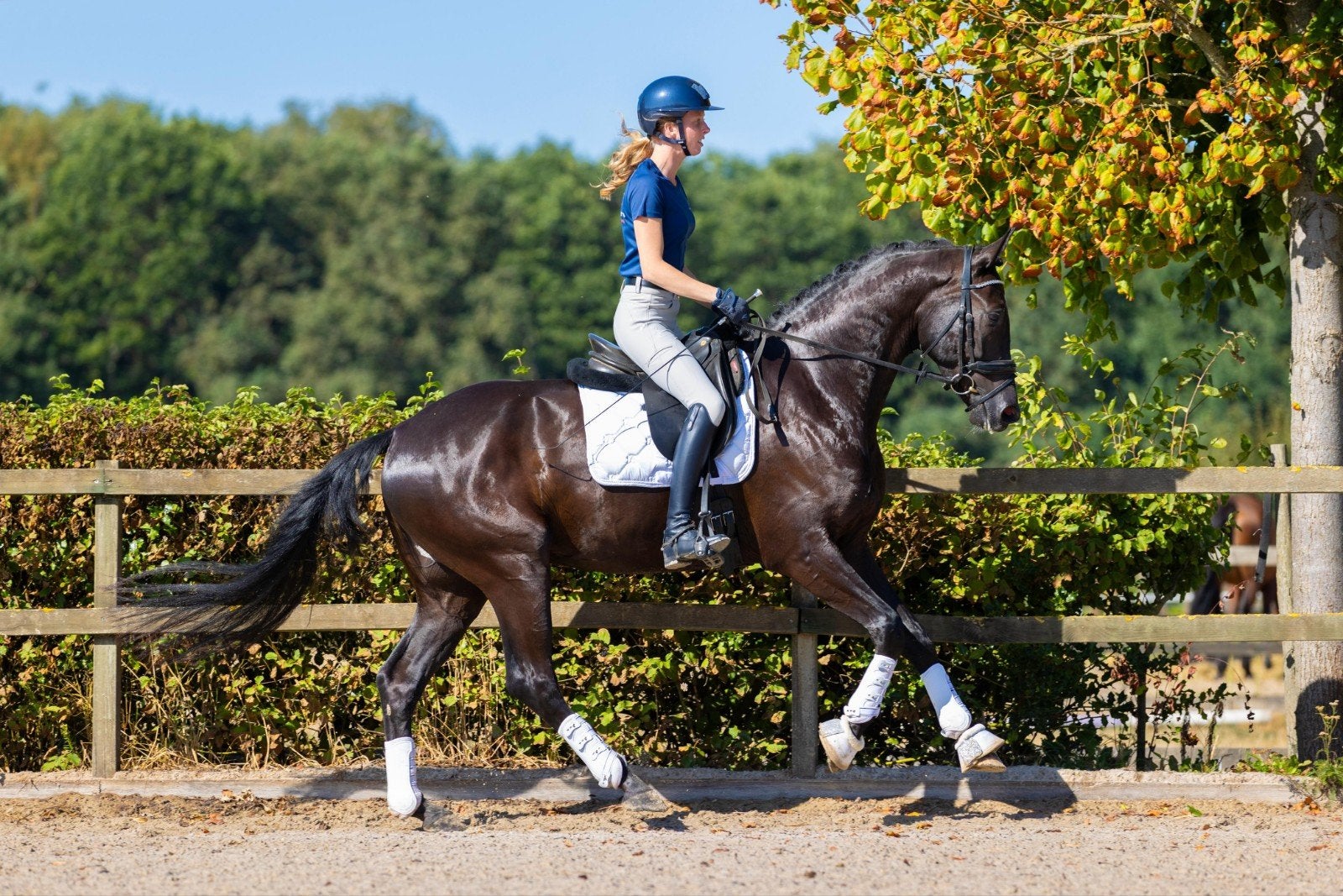 Talentvolle dressuurruin, Dieren en Toebehoren, Paarden, Ruin, Dressuurpaard, 3 tot 6 jaar, 165 tot 170 cm