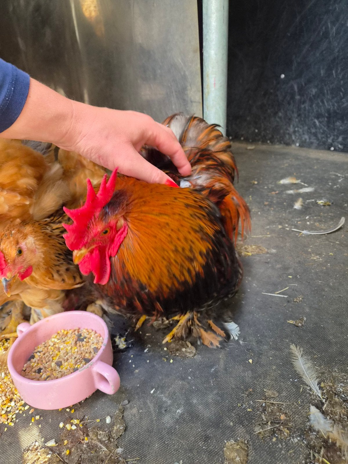 Handtam Cochin kriel haantje, Mannelijk, Kip