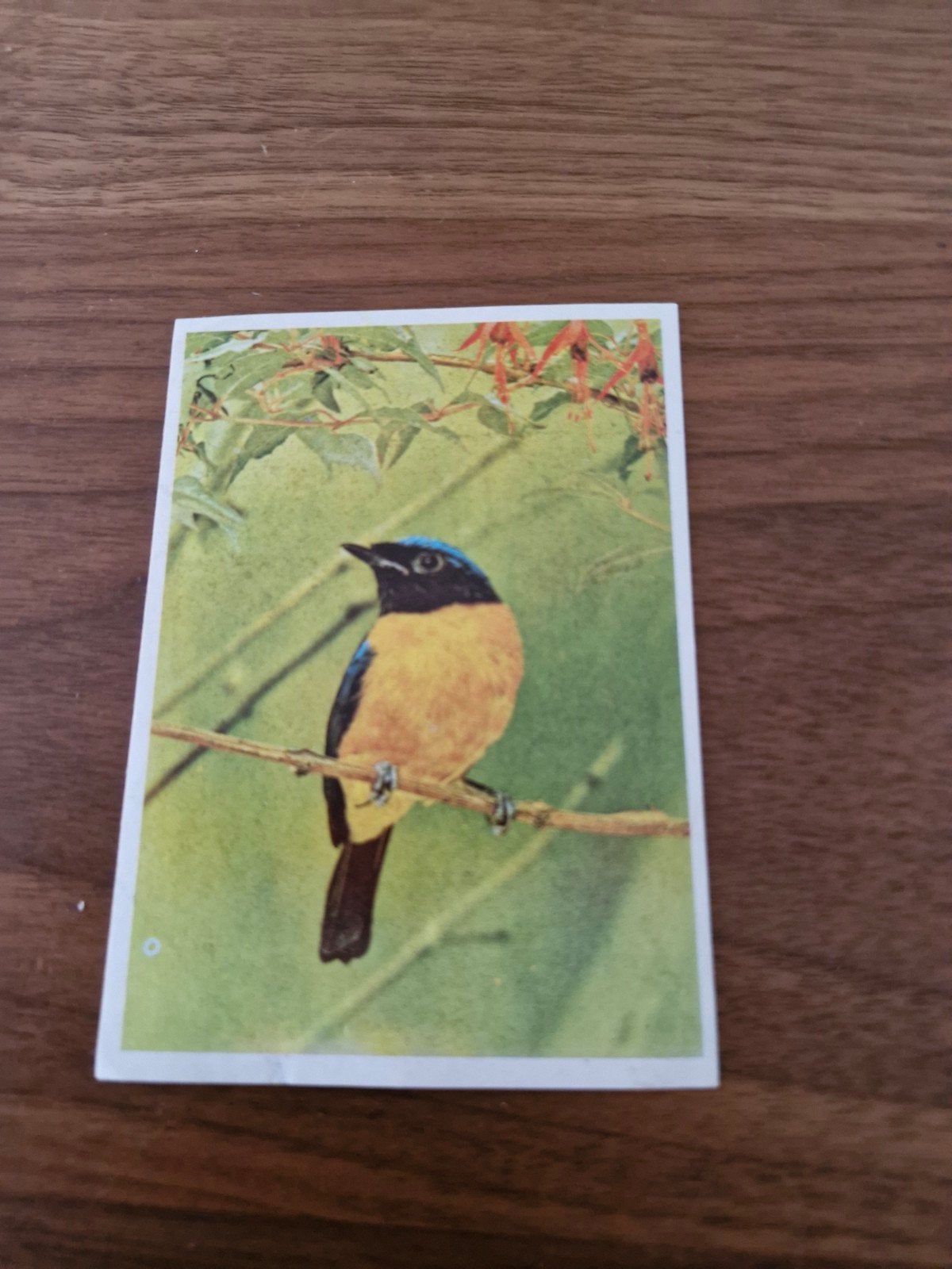 9001 Vintage vogelplaatje - Blauwkop goudvink, Verzamelen, Ophalen of Verzenden