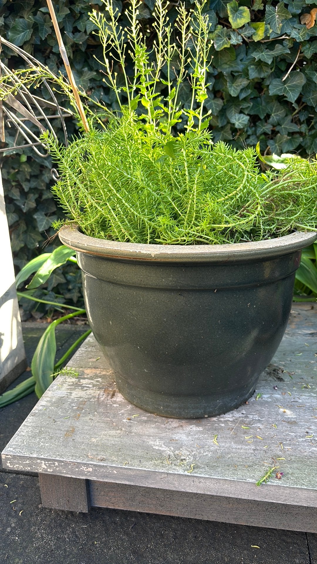Bloempot geglazuurd groen, Gebruikt, Rond, Minder dan 40 cm, Tuin