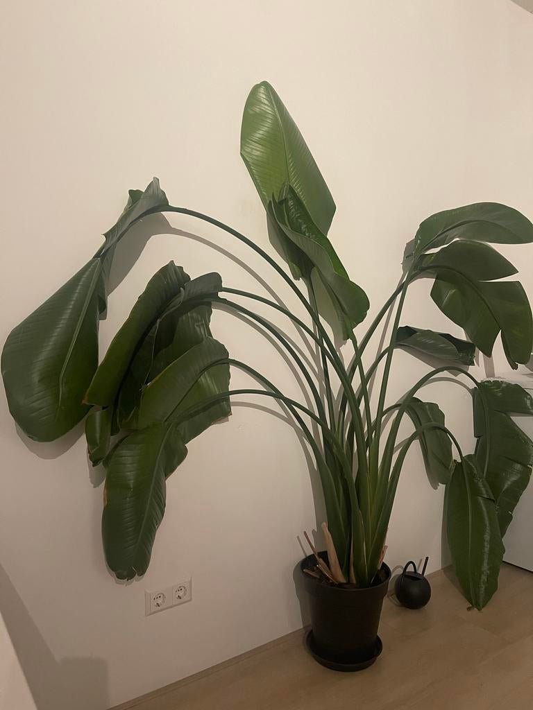 Grote Strelitzia Nicolai (Paradijsvogelplant) - 2m hoog, Volle zon, Vaste plant, Bloeit niet, Ophalen