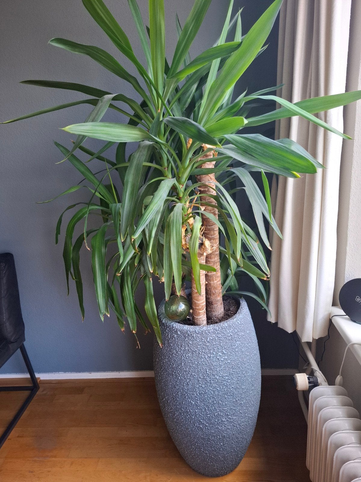 Grote Yucca plant in stijlvolle pot, Huis en Inrichting, Ophalen, Halfschaduw, 150 tot 200 cm