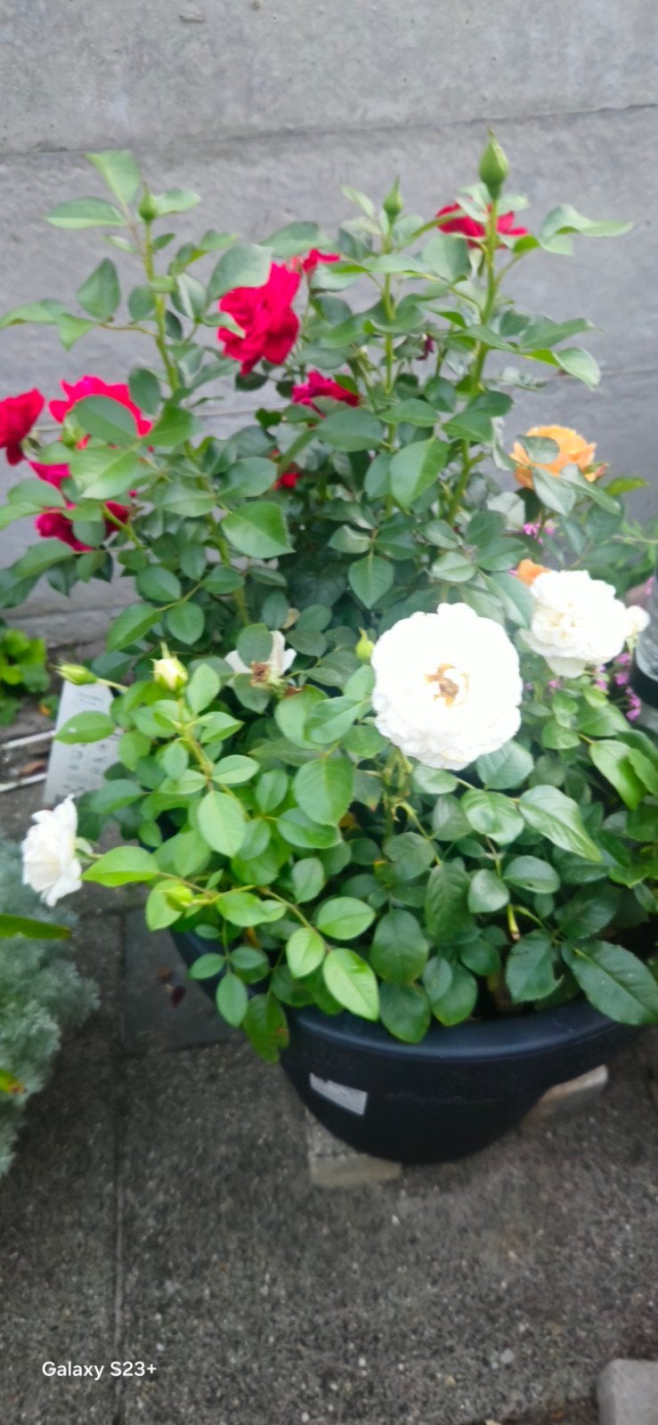 difference kind of roses all together, Ophalen, Vaste plant, Siergrassen, Volle zon