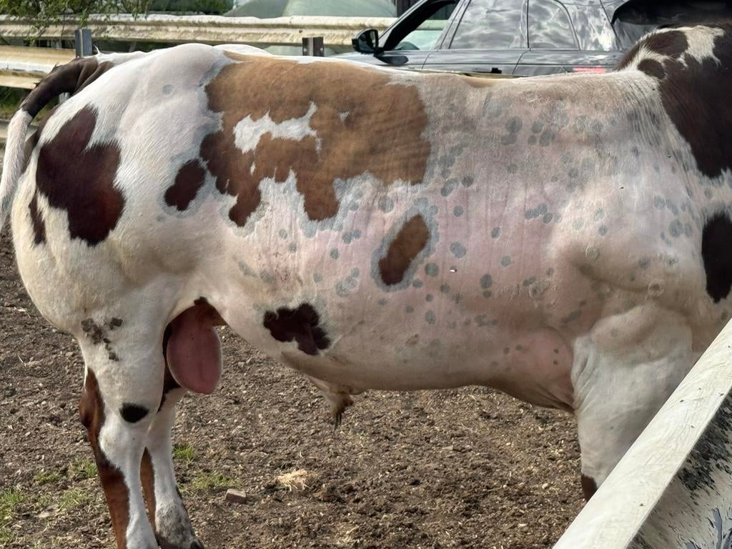 Superluxe  en mooie  dikbildekstier, Dieren en Toebehoren, Mannelijk