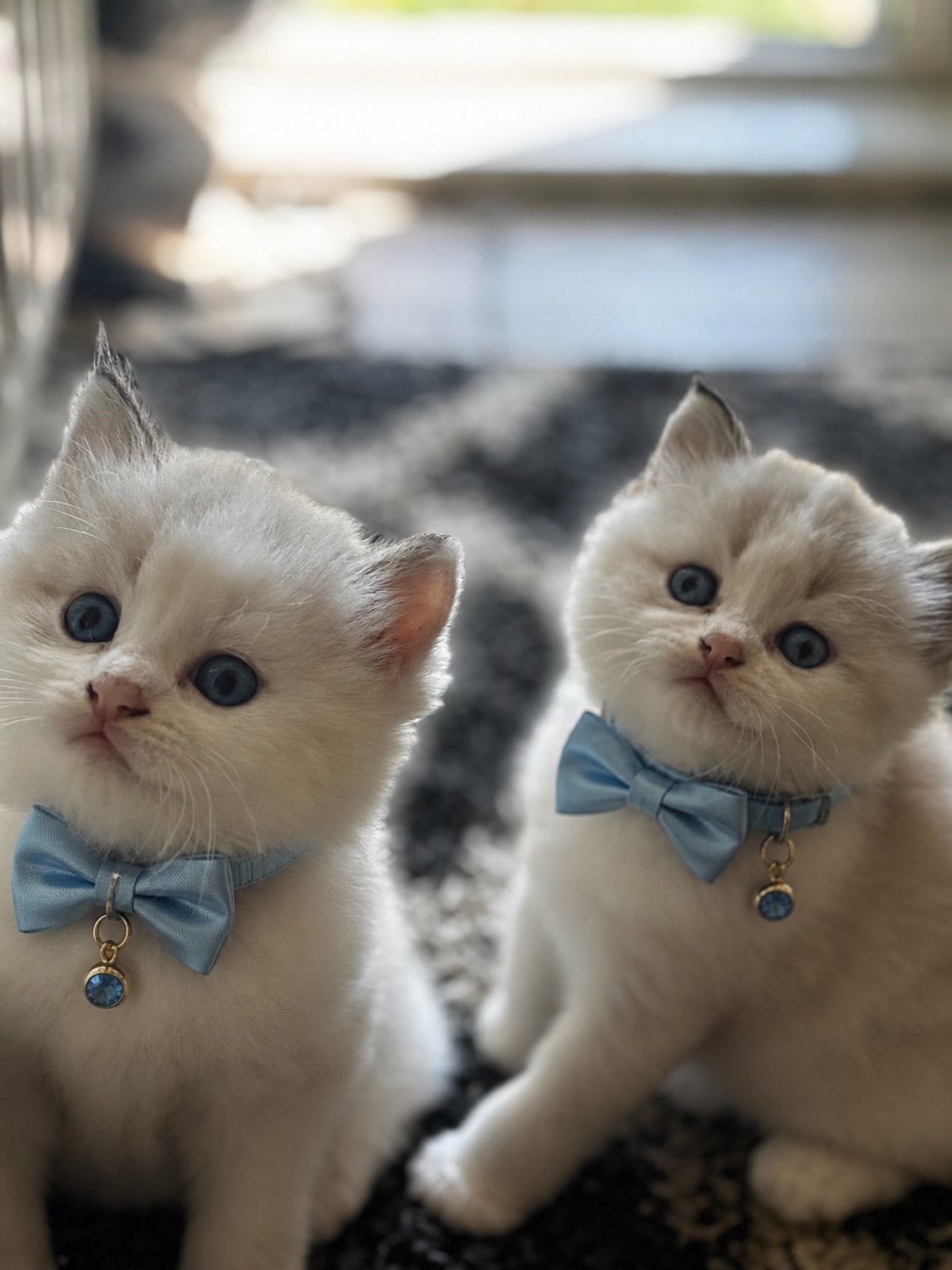 Nog 2 prachtige Ragdoll kittens, Poes, 0 tot 2 jaar