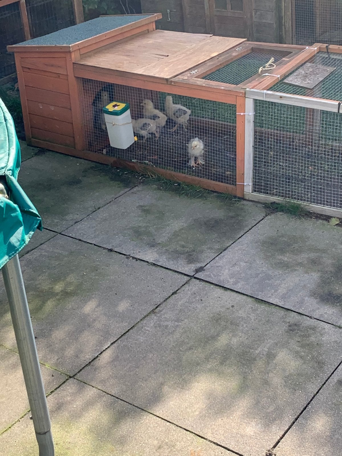 Brahma zalm kuikens (geen warmte meer nodig), Dieren en Toebehoren, Geslacht onbekend, Kip