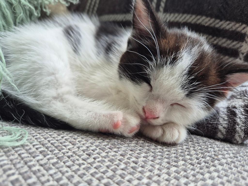 Ragdoll kruising kittens, Meerdere dieren, Ontwormd, 0 tot 2 jaar
