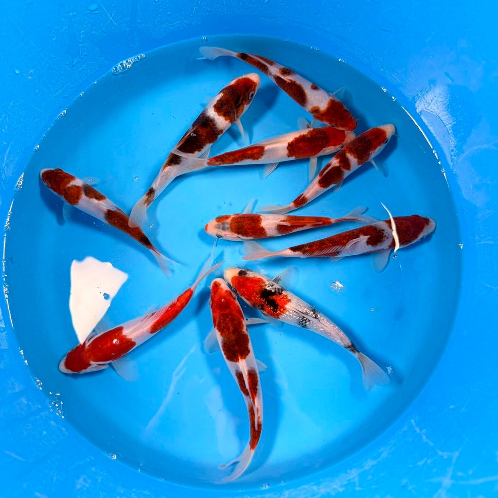 Japanse Koi – Marushi | Ai Goromo | Incl Certificaat, Dieren en Toebehoren, Vissen | Vijvervissen, Karper of Koi