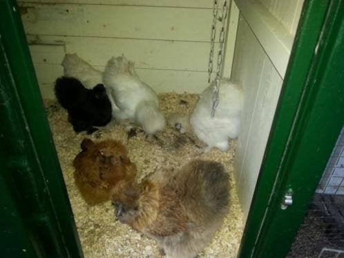 Zijdehoen kippen [KNUFFELKIPPEN], Vrouwelijk, Kip