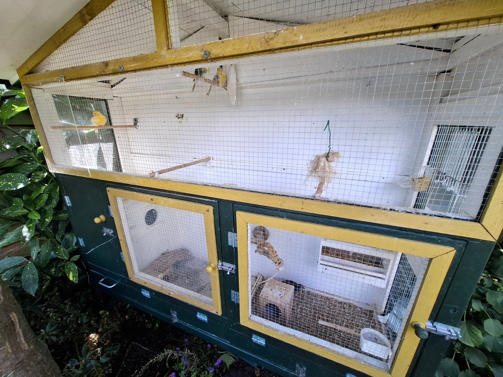 Mooi vogelhok met vogels, Dieren en Toebehoren, Vogels | Hokken en Kooien, Vogelkooi, Hout, Ophalen