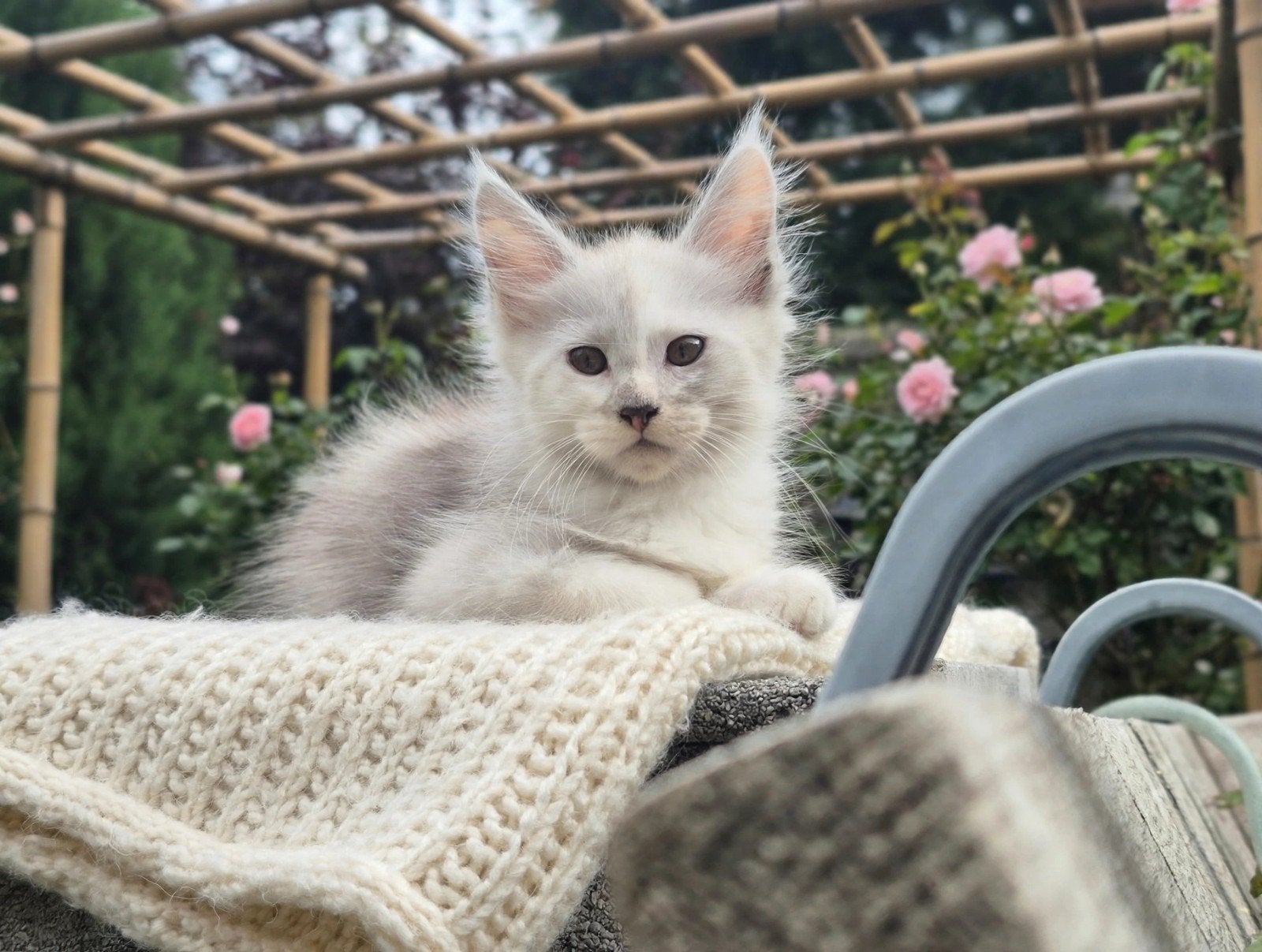 Huisdiertjes Maine Coon kittens, Meerdere dieren, 0 tot 2 jaar