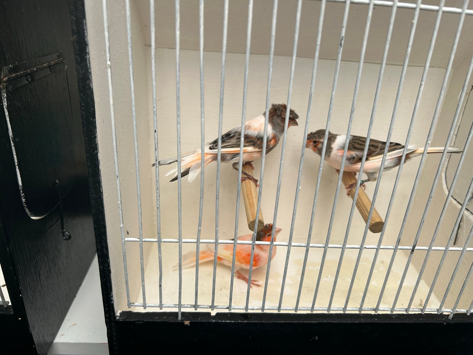 Harlekijn kanaries, Dieren en Toebehoren, Meerdere dieren, Kleurkanarie